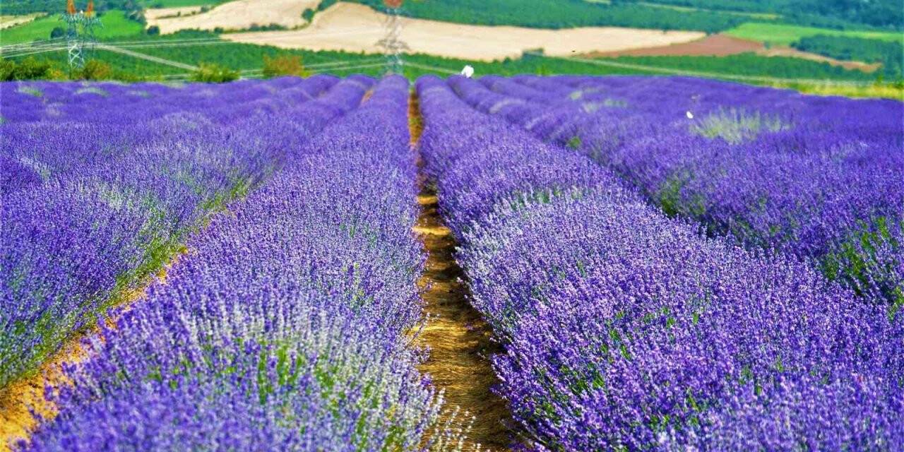 Kültür ve Turizm Müdürü, ‘Yanı başımızda koca bir dev var’ diyerek duyurdu