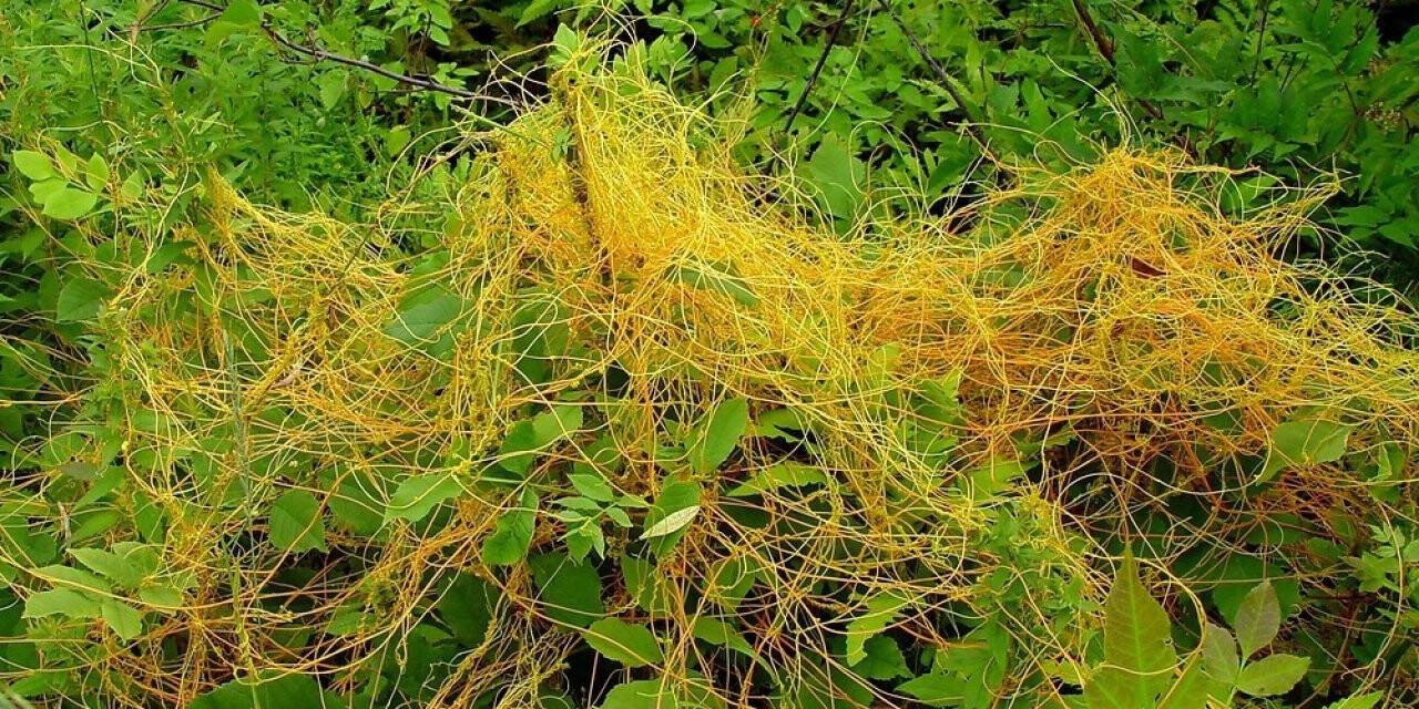 Müdür Görentaş’tan çiftçilere küsküt yabancı otu uyarısı