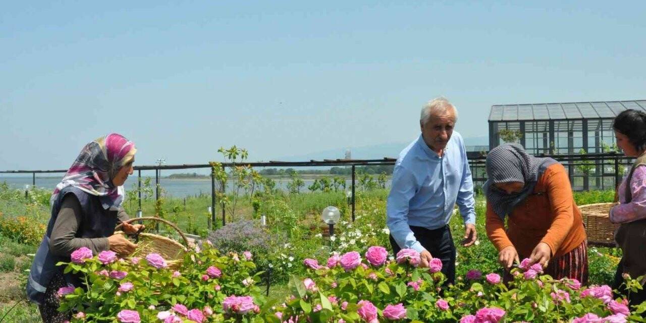 Altınova Belediyesi Tıbbi Aromatik Bitkiler Bahçesi’nde hasat zamanı