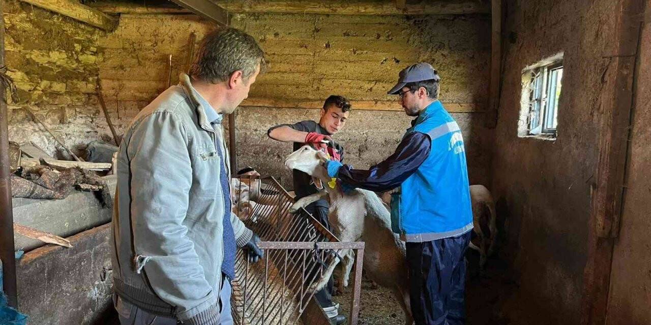 Şaphane’de küçükbaş hayvan küpeleme ve aşılama çalışmaları