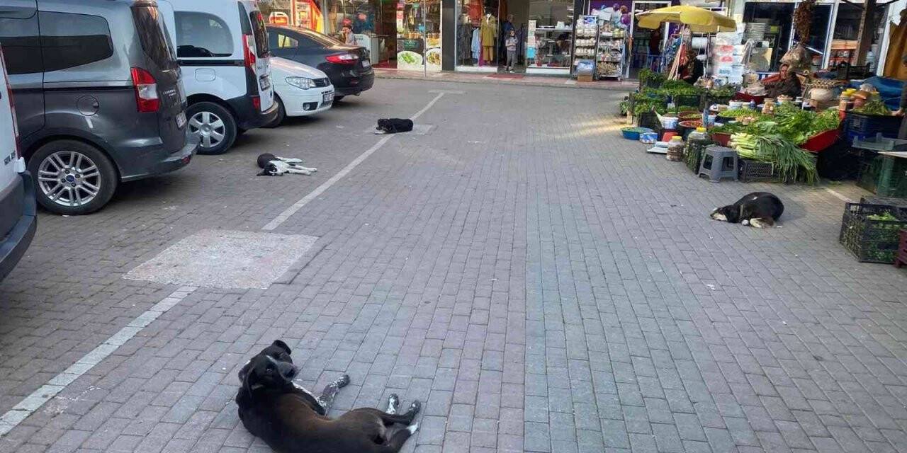 260 yıllık pazardaki bakımsızlık satıcıları bezdirdi