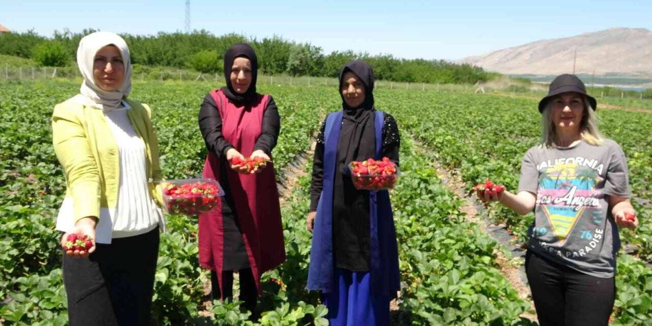 Malatya’da çilek ’kadın elinde’ yetişiyor