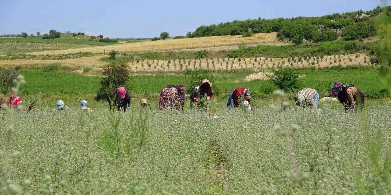 Osmaniye’de üretilen kekikler Filistin’e ihraç ediliyor