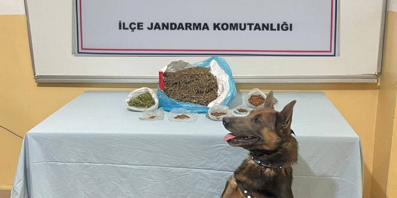 Narkotik köpeği uyuşturucu tacirlerine göz açtırmıyor