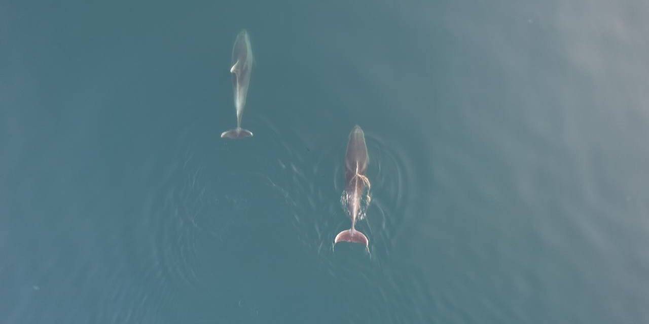 Yunuslar görsel şölen oluşturdu