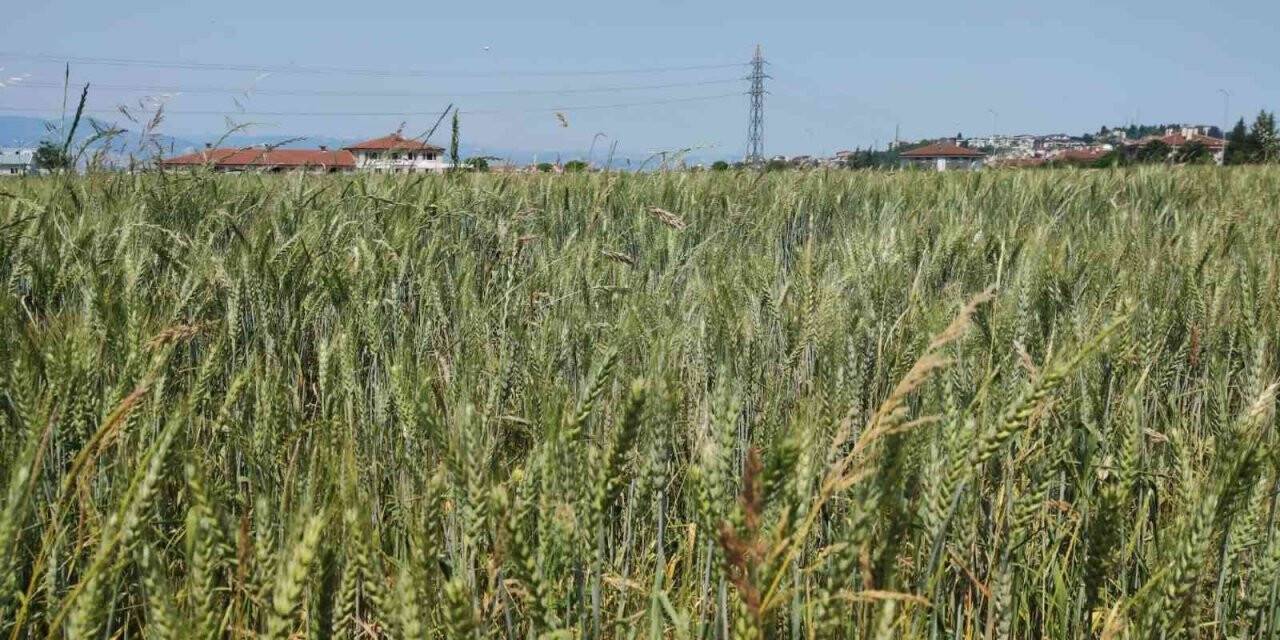 Gölcük’te buğday yetişiyor