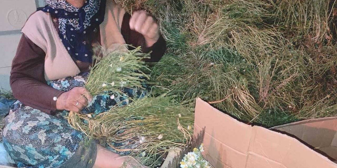 Hisarcık’ta papatya ailelerin gelir kaynağı oldu