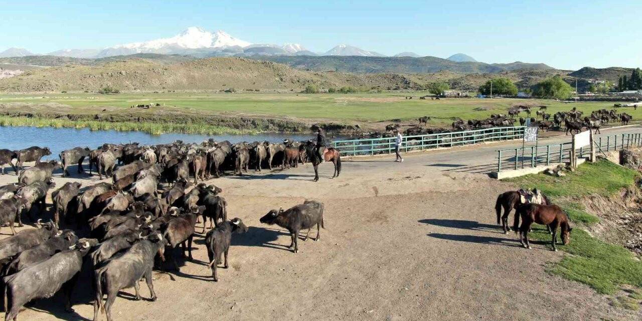 Afrika değil Kayseri