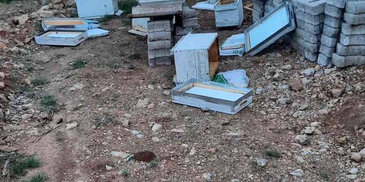 Elazığ’da ayılar arı kovanlarını parçaladı