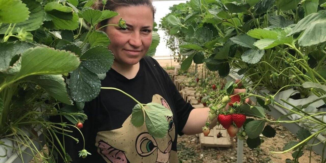 Mühendis çift mesleklerini bırakıp çilek serası kurdu
