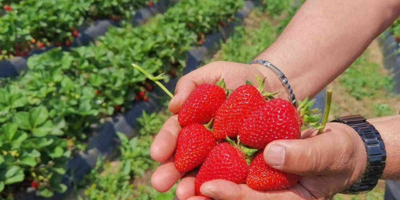 ’Çilek köyü’nde ilk hasat başladı; 5 ülkeye ihraç edilecek