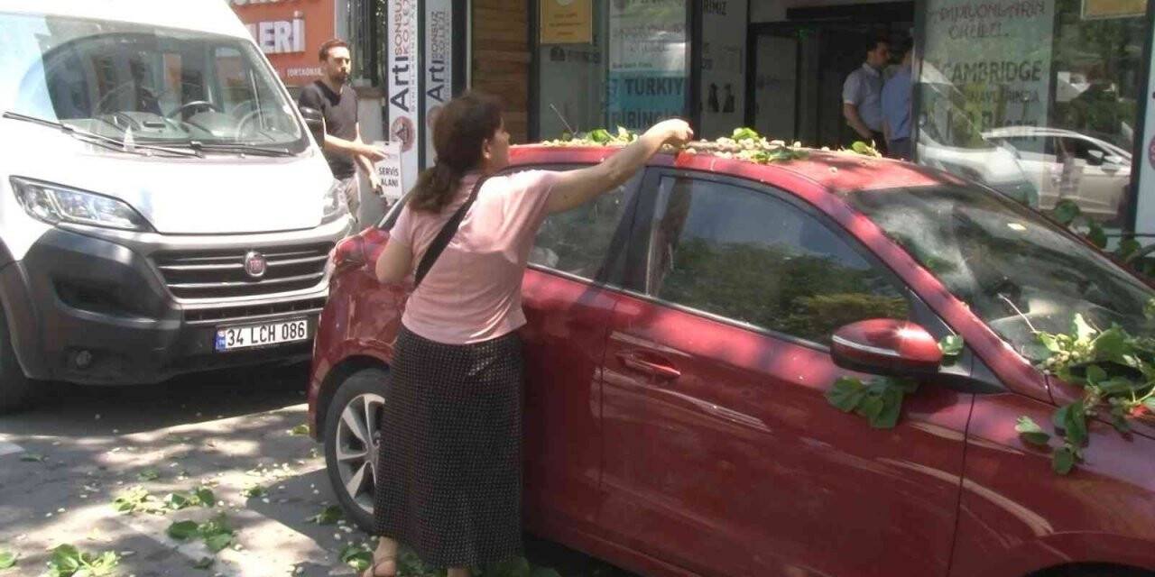 Kadıköy’de ilginç anlar: Otomobilin üzerine devrilen ağaçtan dut topladılar