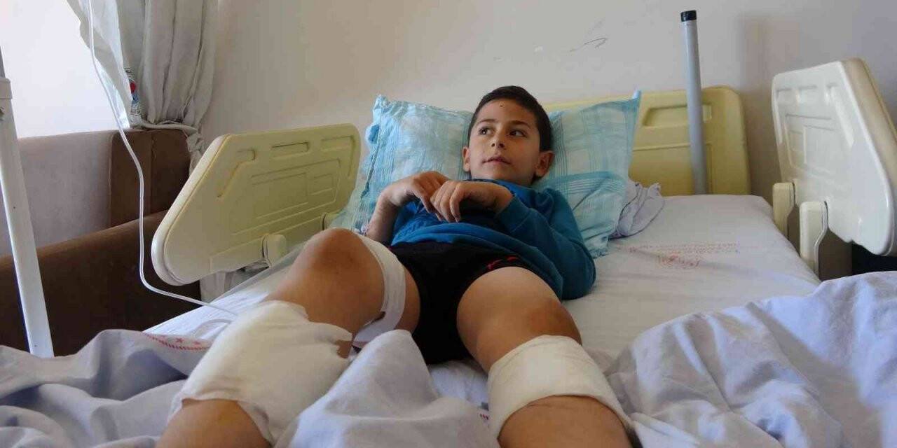 Bingöl’de 7 yaşındaki çocuk, köpeklerin saldırısına uğradı