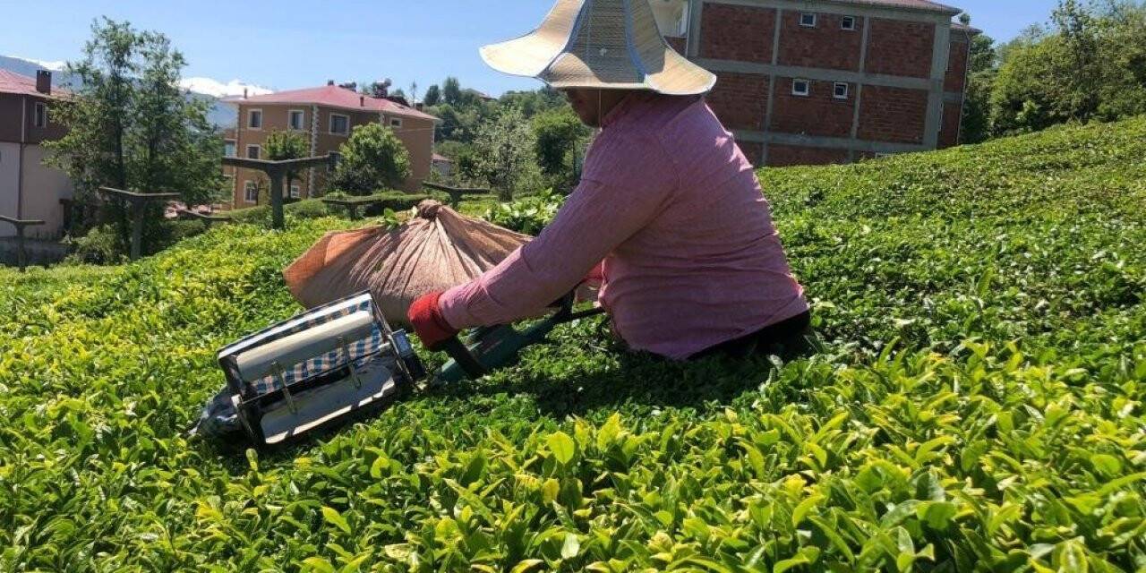10 günde 50 bin ton yaş çay alan ÇAYKUR’dan üreticiye kalite uyarısı