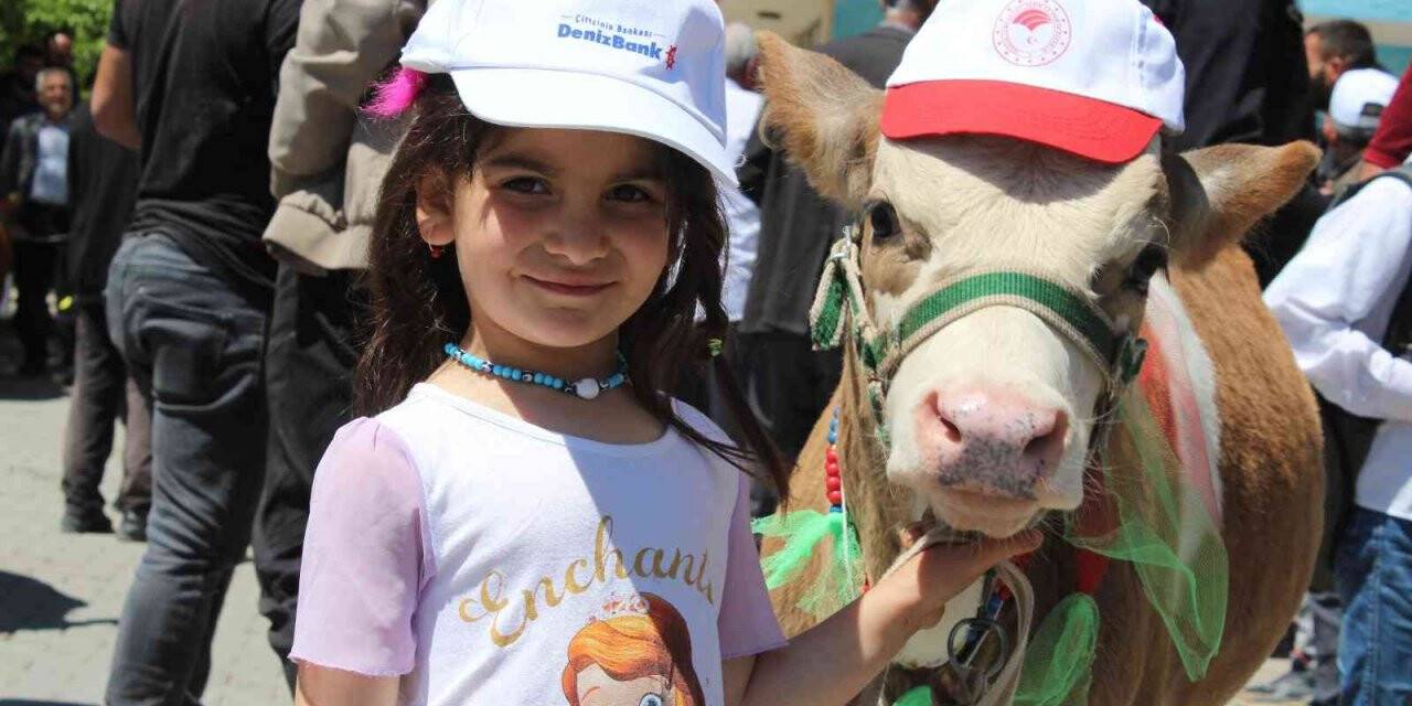 "Buzağı, Kuzu ve Oğlak Güzellik Yarışması"nda renkli görüntüler yaşandı