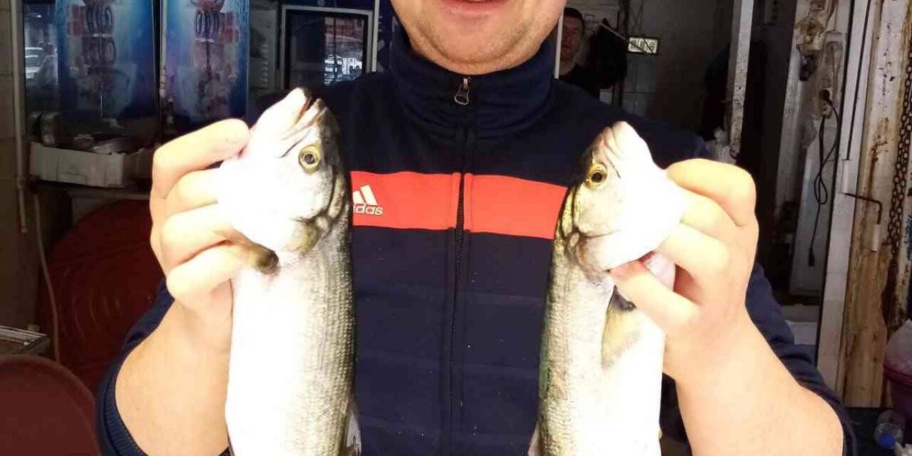 Olta Lüferi balıkçıların yüzünü güldürüyor