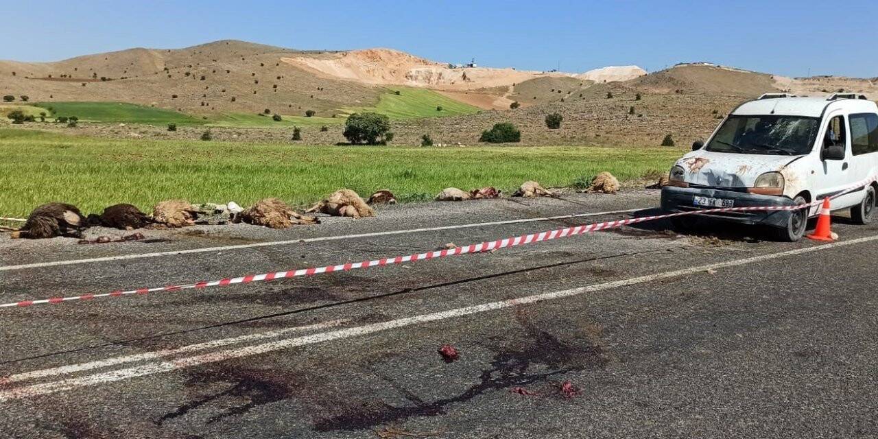 Elazığ’da hafif ticari araç sürüye çarptı, 16 koyun telef oldu