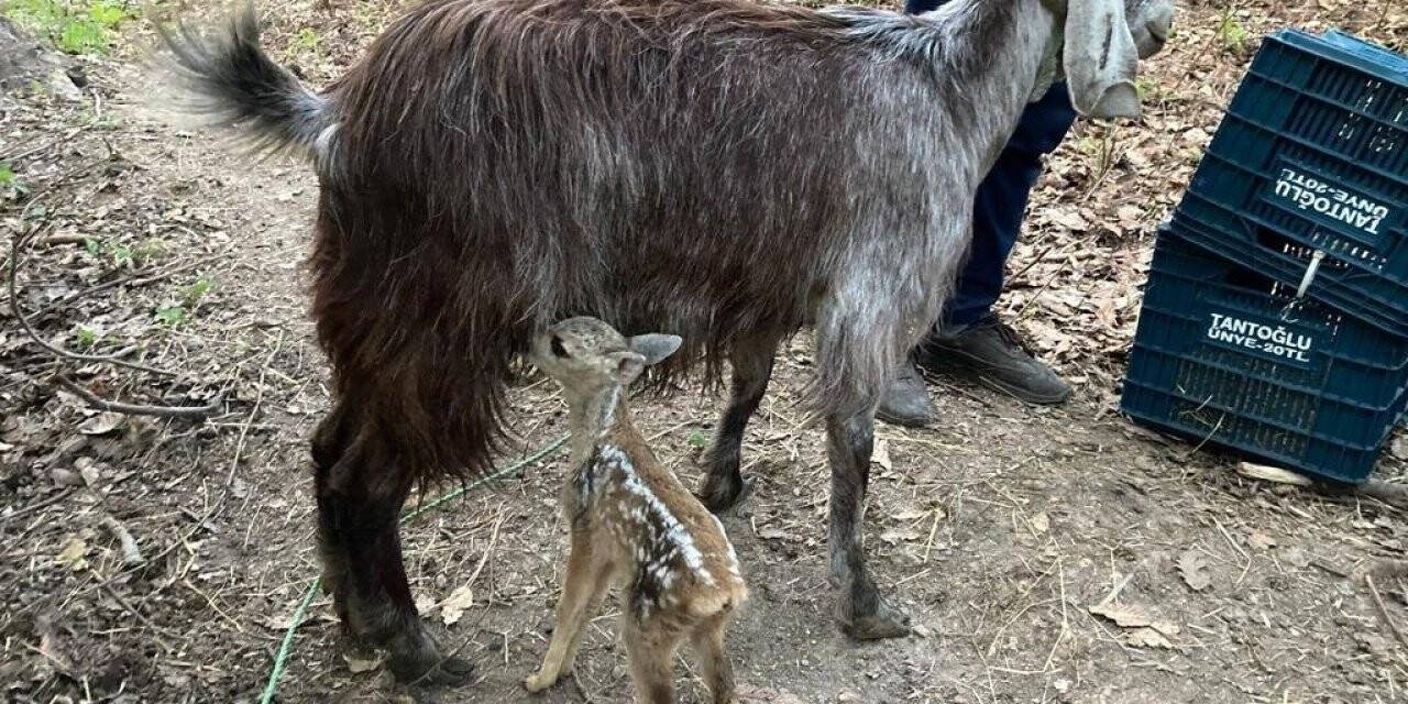 Ormanlık alanda bulunan 4 yavru karaca keçi sütü ile hayata tutundu