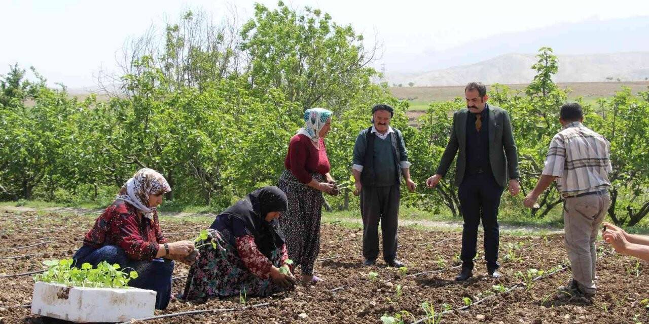 Şırnak’ta atıl durumdaki araziler üretimle değerleniyor