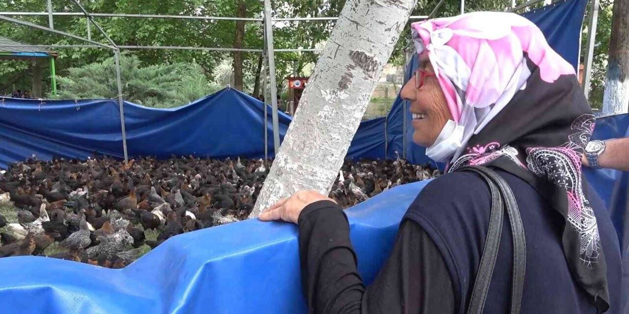 Belediyeden yüzde 100 hibeli horoz ve tavuk desteği
