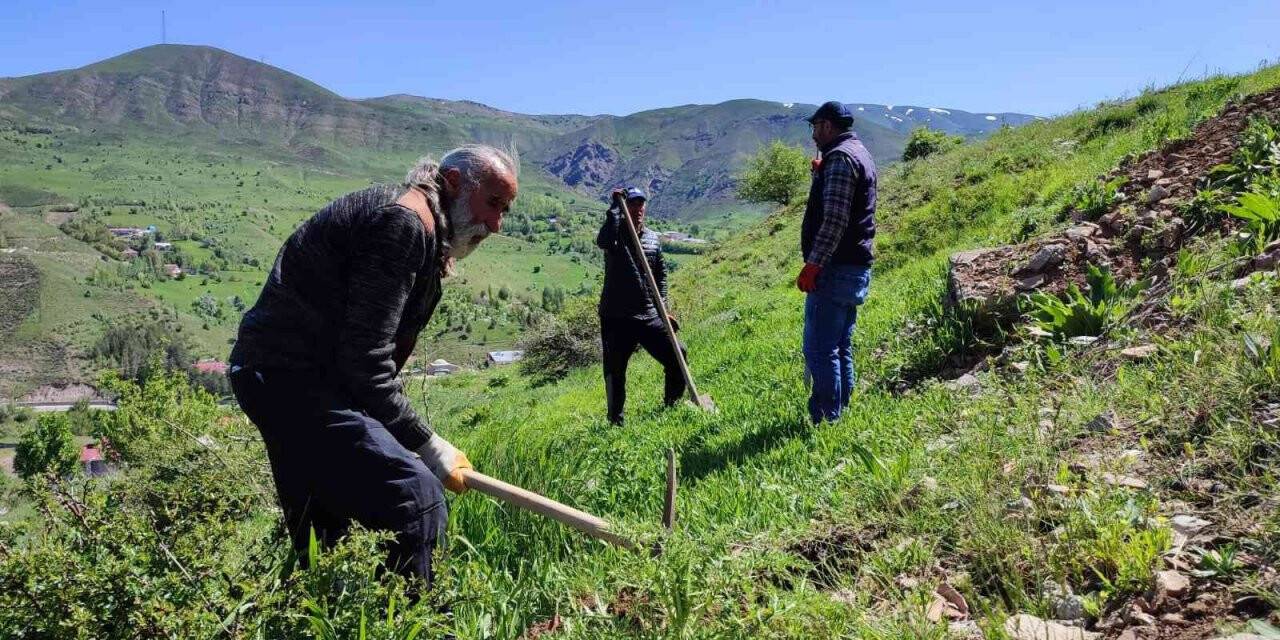 Tunceli’de meyve fidanları toprakla buluştu