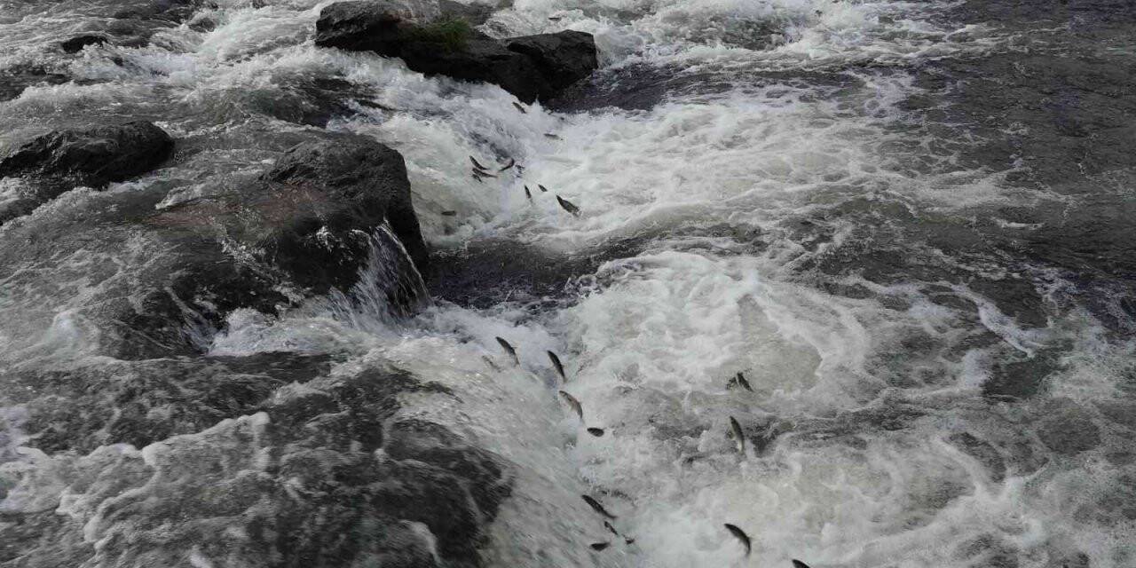 10. İnci Kefali Festivali’ne davet