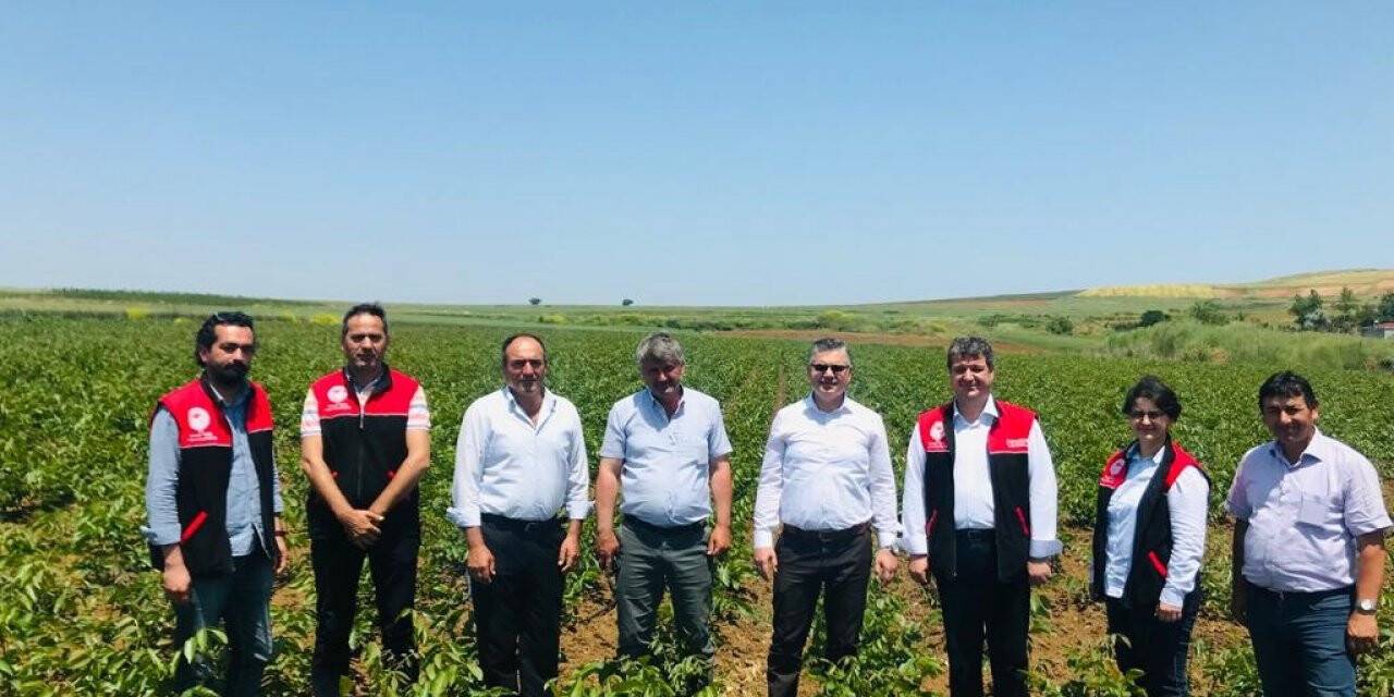 Ceviz fidanları bir çok ülkeye ihrac ediliyor