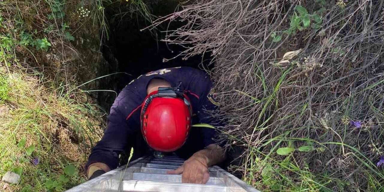 Çukura düşen yavru yaban domuzlarını itfaiye ekipleri kurtardı