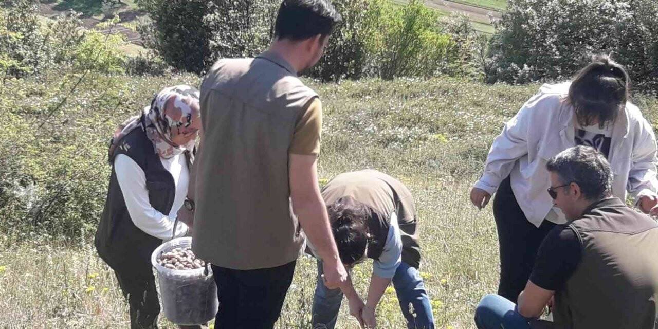 Nesli tehlikede olan salep soğanı toplayıcılarına büyük ceza