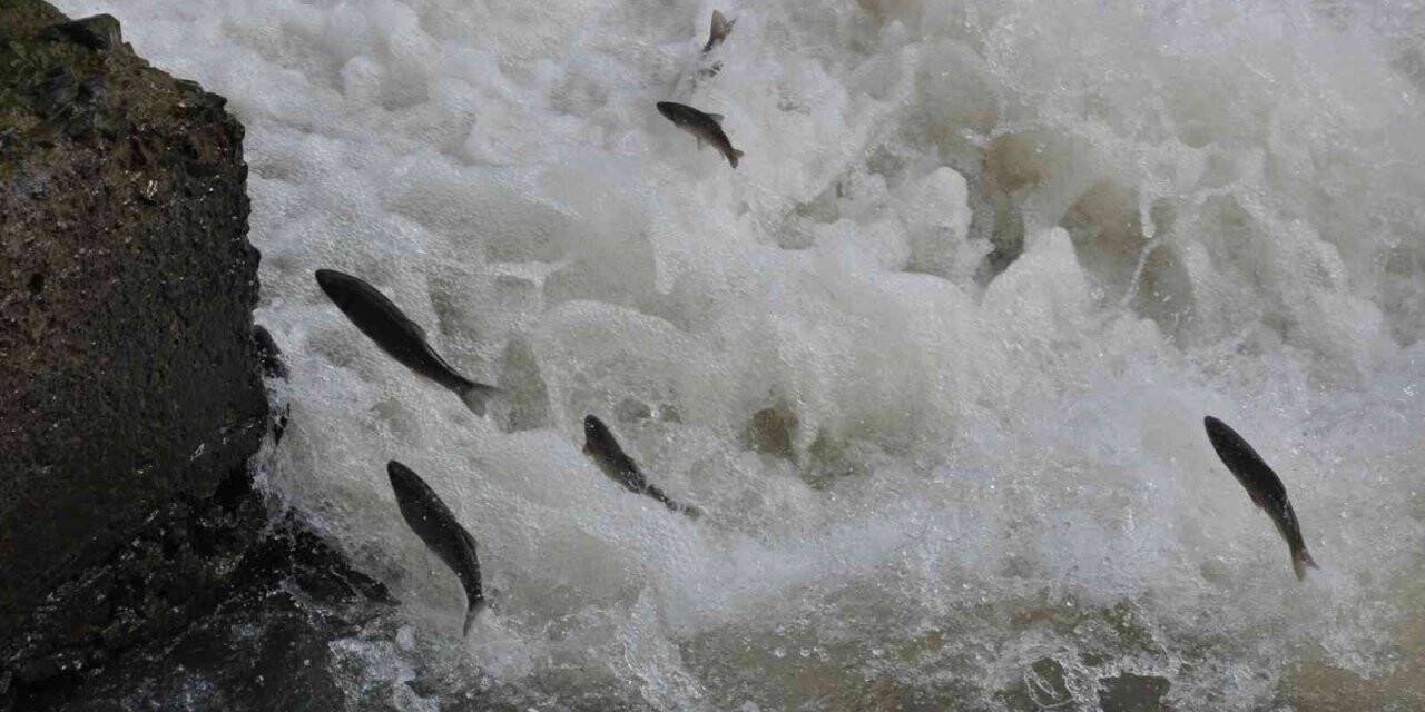 Kars’ta balıkların "ölüm" göçü başladı