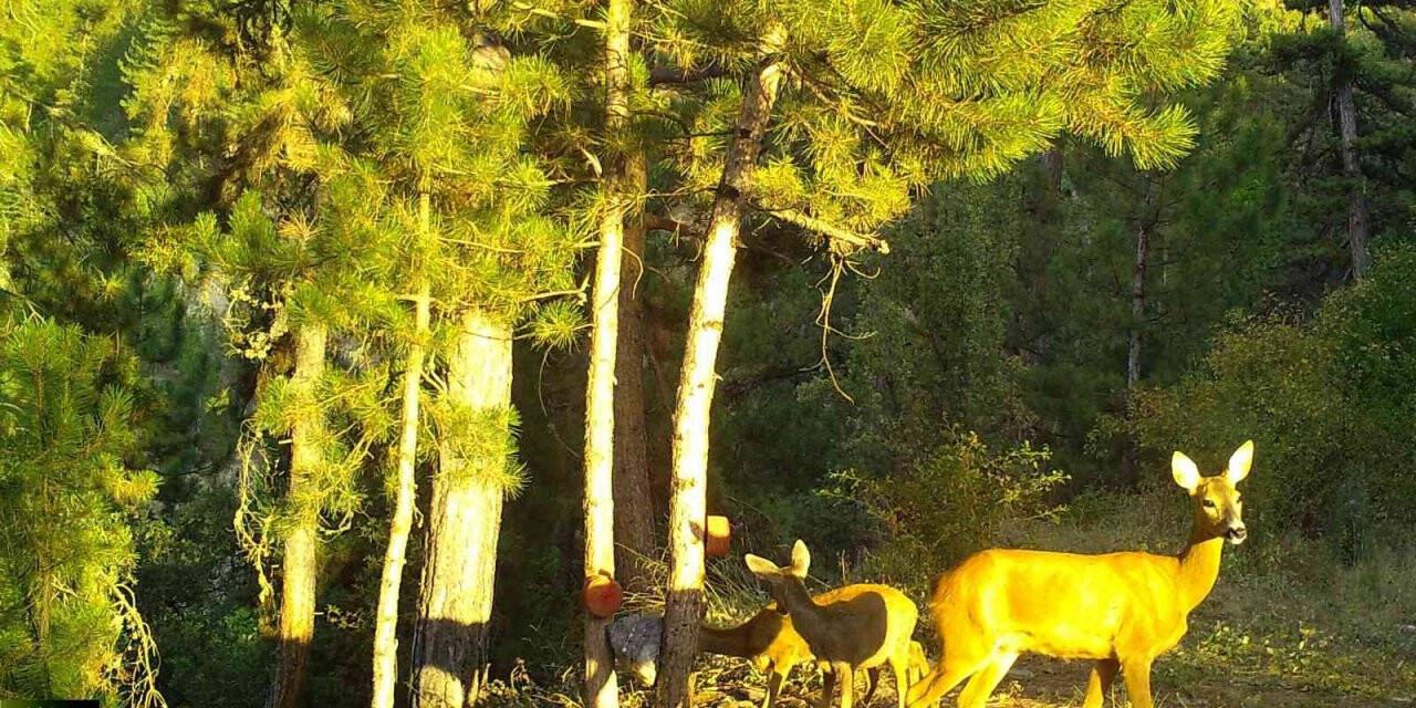 Vahşi yaşamın sırları fotokapana yakalandı