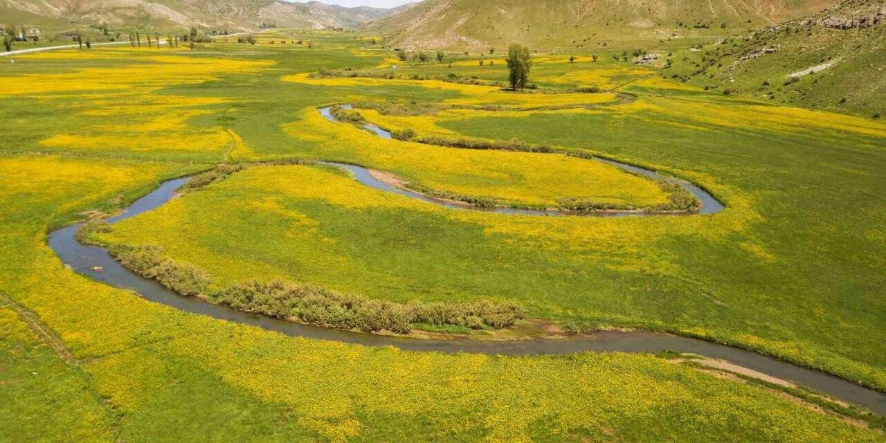 Sarı çiçeklerle süslenen mendereslerden kartpostallık görüntüler