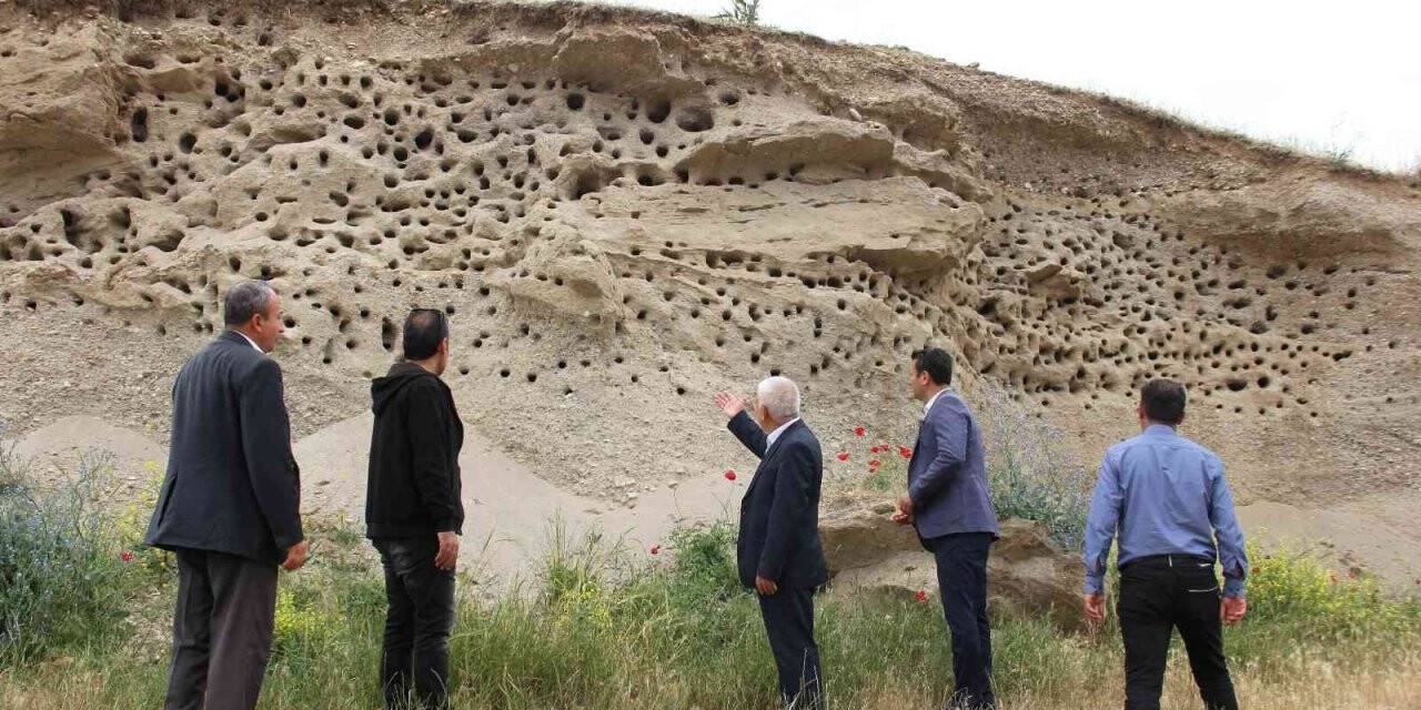 Binlerce göçmen kuş aynı yere yuva yaptı