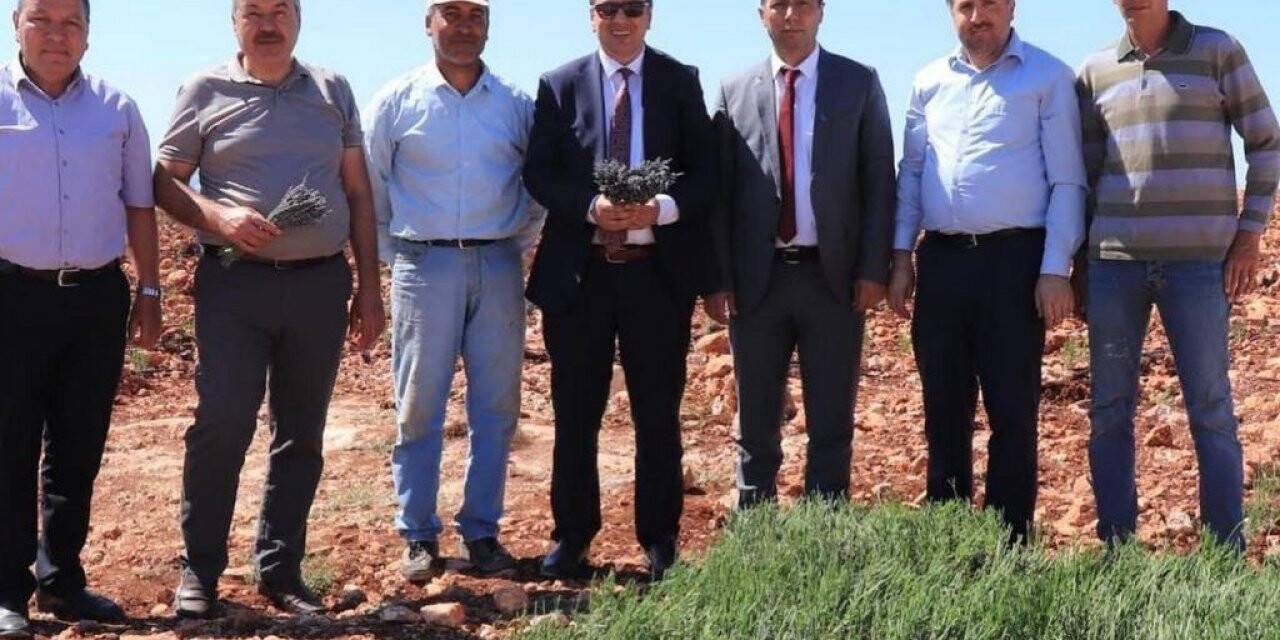 Halfeti dağları lavanta kokacak