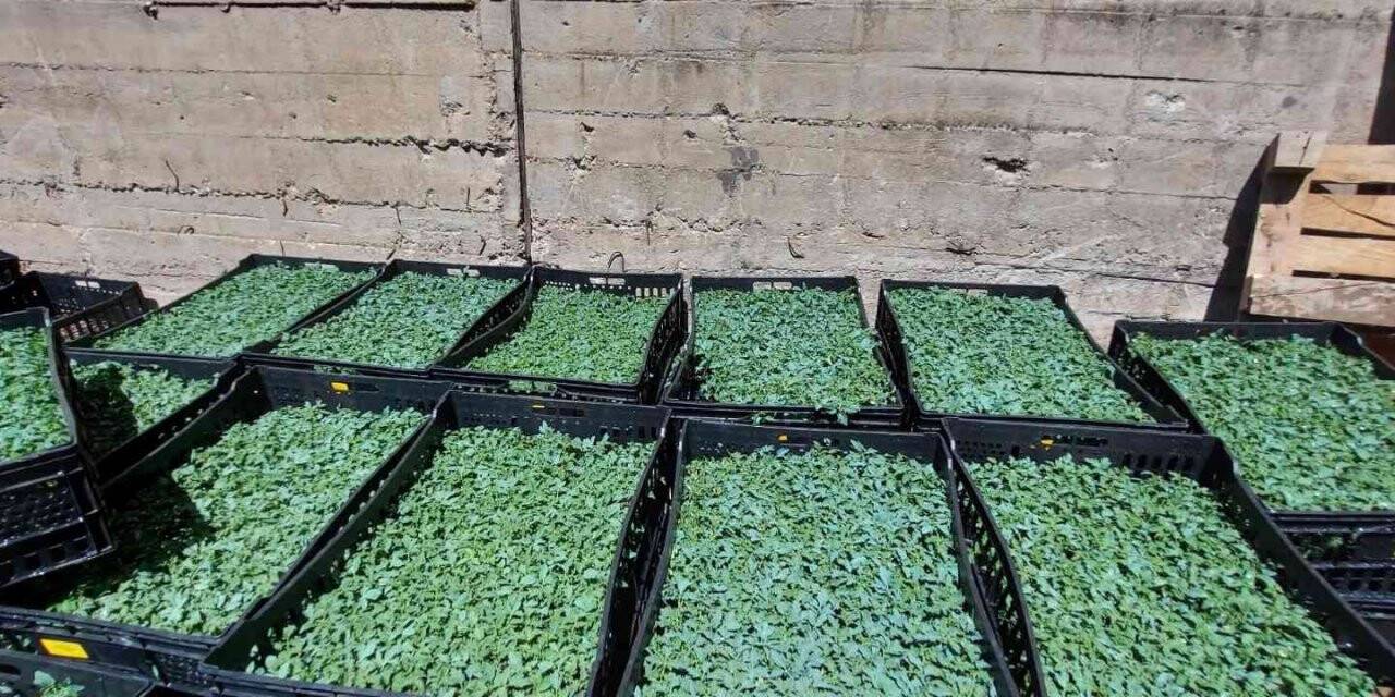 Tunceli’de vatandaşlara 65 bin adet sebze fidesi dağıtıldı