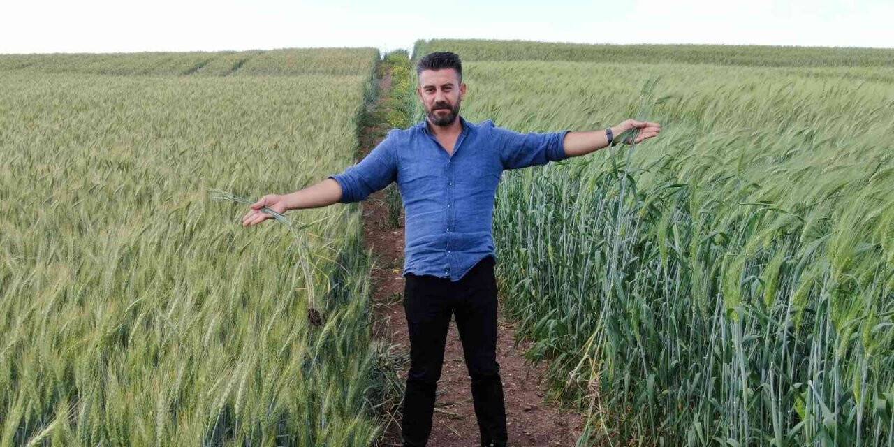 7 bin yıllık buğday Diyarbakır’da boy gösterdi, çiftçiler ’Buğday sorunu kalmayacak’ dedi