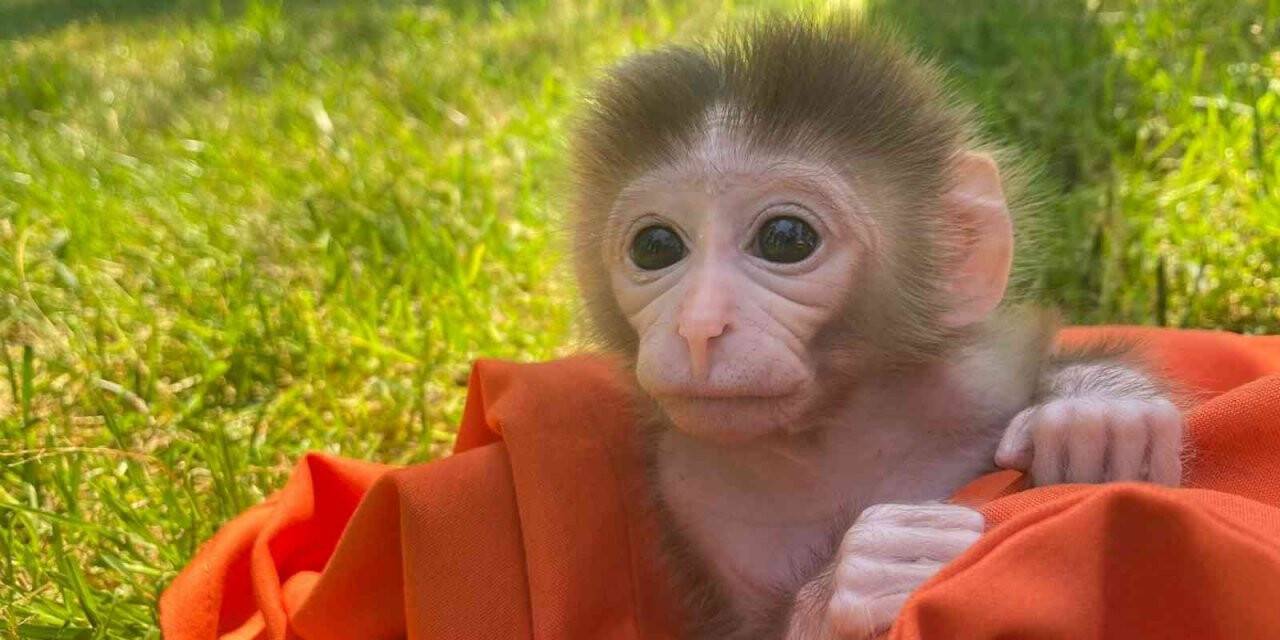 Çekmeköy’de 20 günlük utangaç yavru maymun hayvanat bahçesinin maskotu oldu