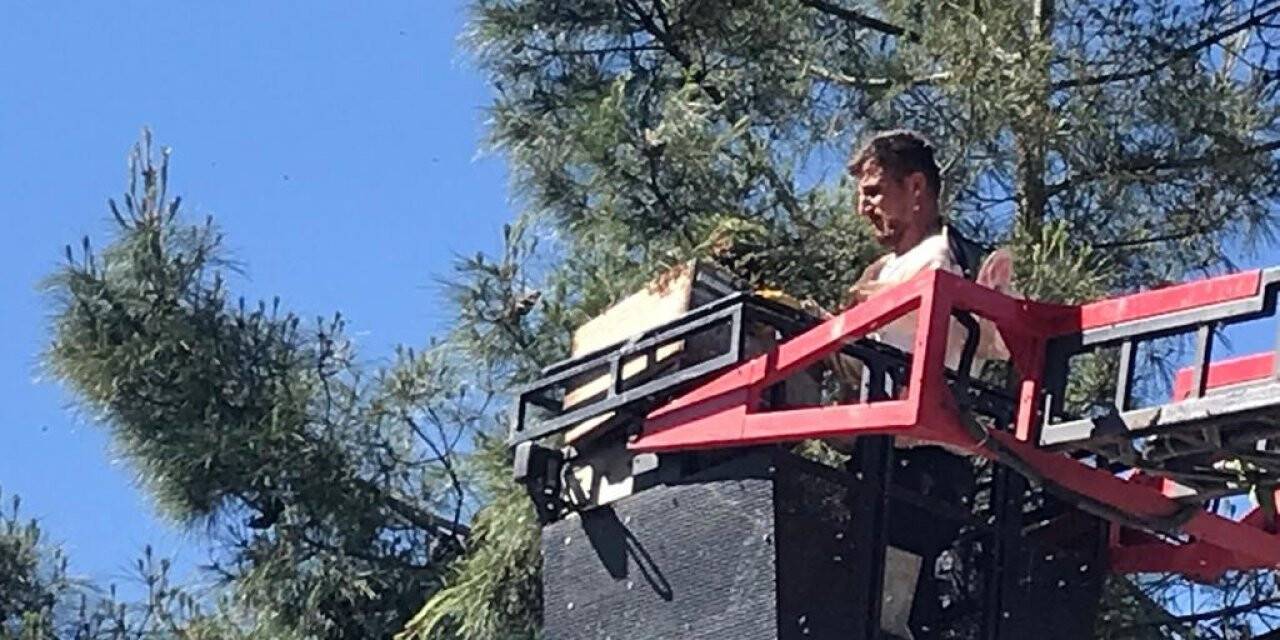 Siirt’te çam ağacına oğul veren arılar kurtarıldı