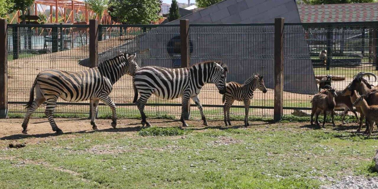 Büyükşehir Hayvanat Bahçesi’nde yeni doğan zebra ilgi odağı oldu