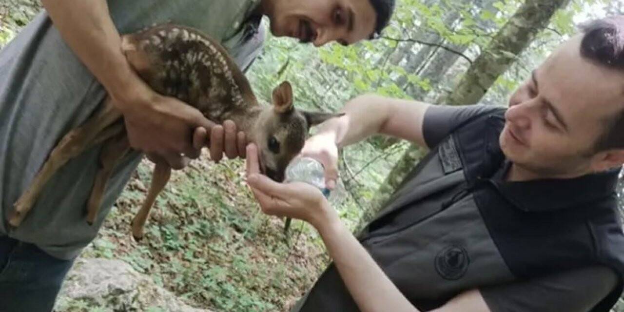 Ormanda yaralı karaca bulundu