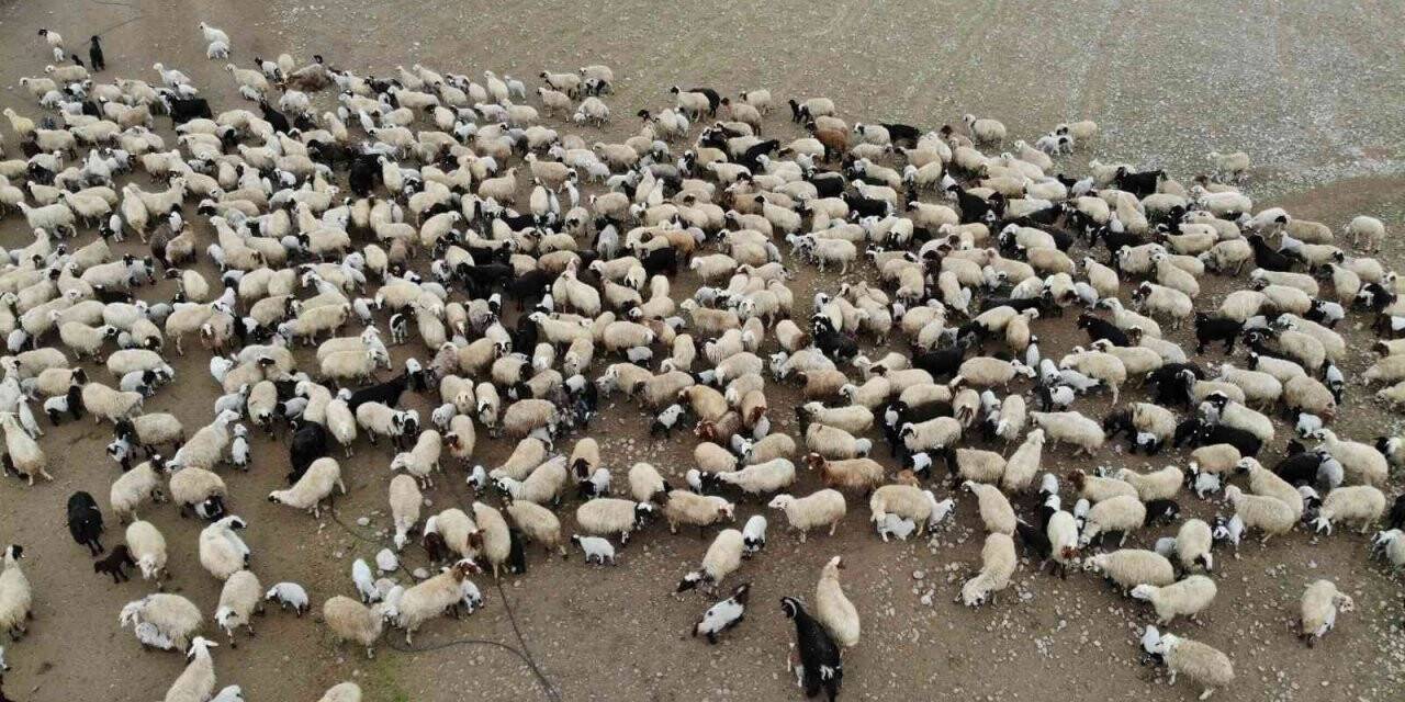 Hayvancılık desteklemeleri ödemeleri başladı