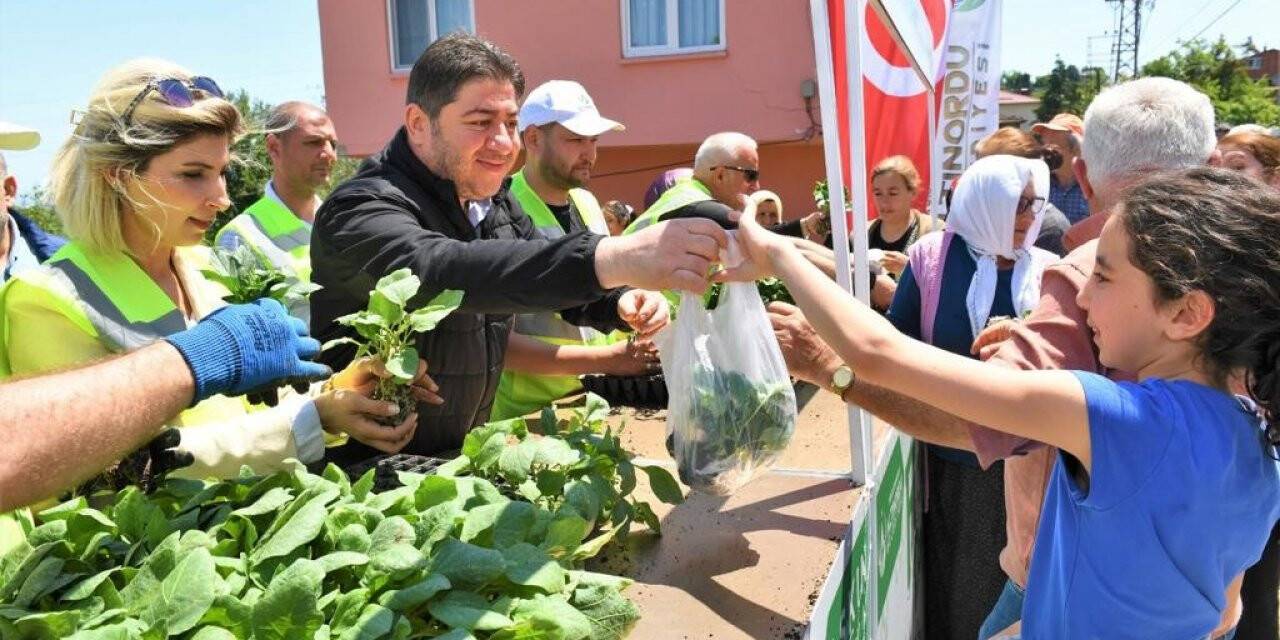 Ordu’da üreticilere 200 bin adet fide desteği