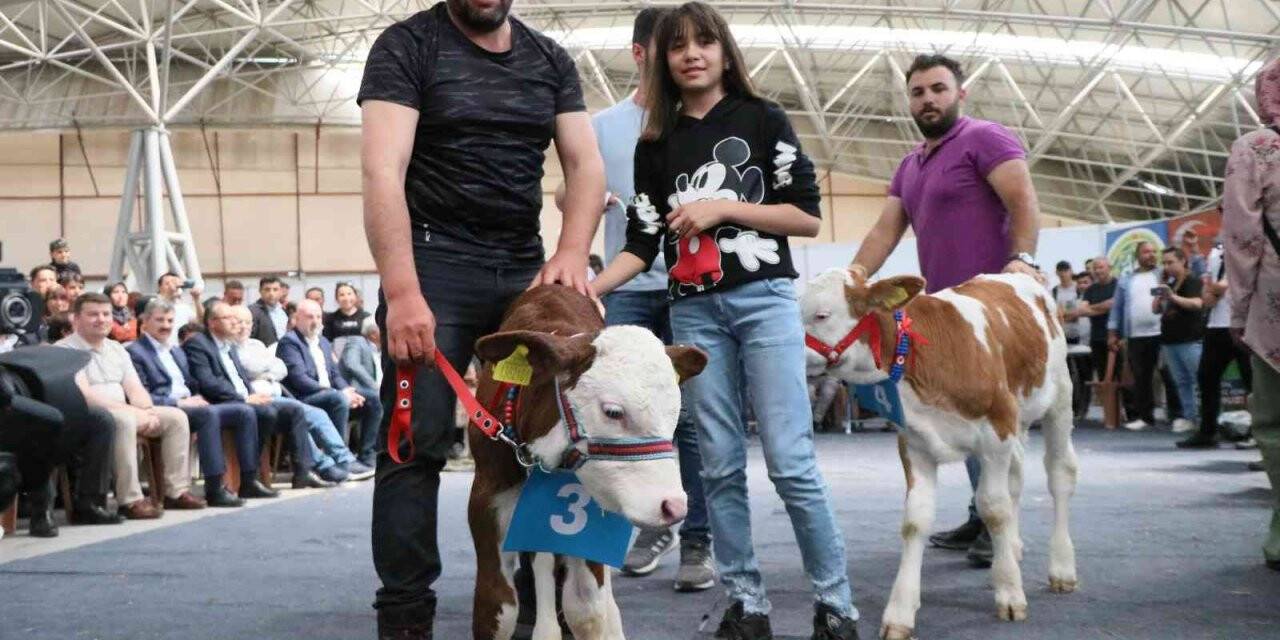 Kuzu ve buzağılar güzellikte yarıştı