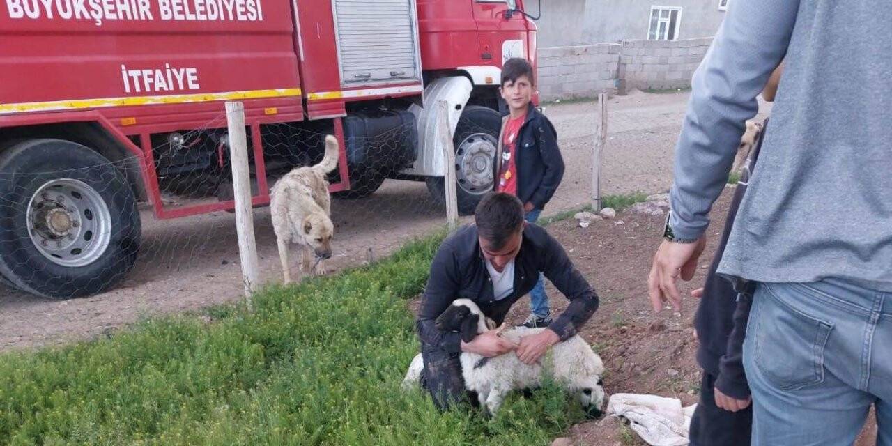 Foseptik çukuruna düşen kuzu itfaiye tarafından kurtarıldı