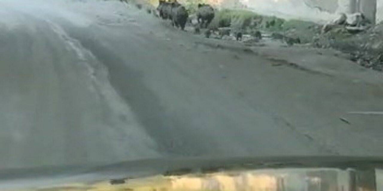 Domuz sürüsü D100 karayoluna indi