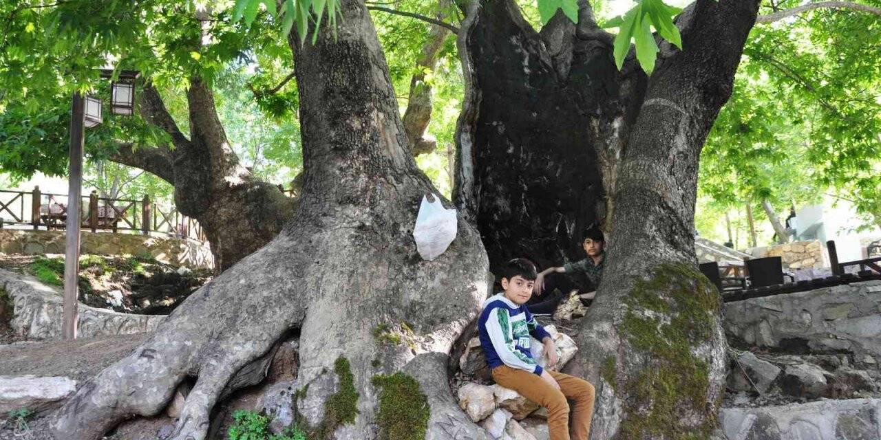 Batman’da 12 metre genişliğinde asırlık çınarlar zamana meydan okuyor