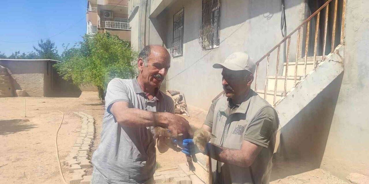 Selden kurtardığı yavru tilkiyi ekiplere teslim etti