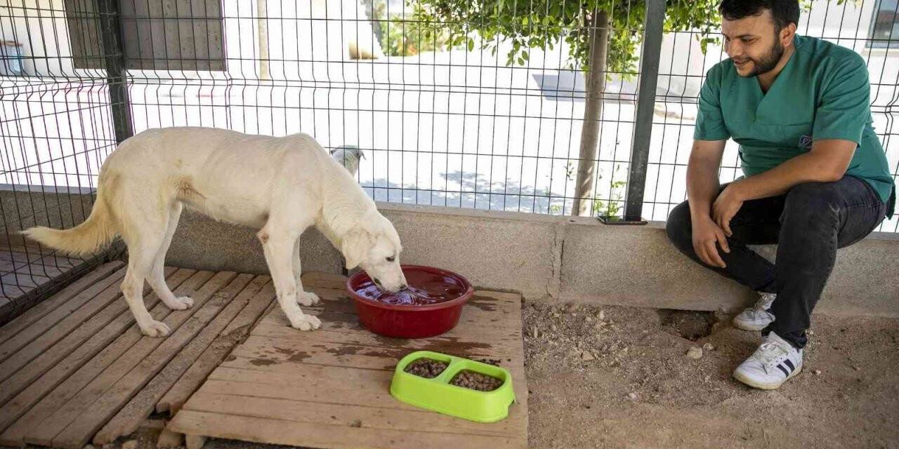 Sahipsiz köpek tedavi edildi