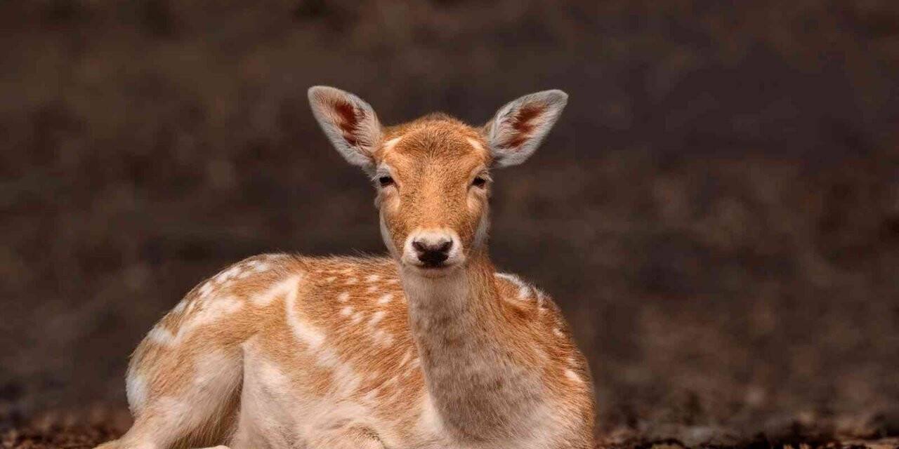 Ormanya, 50 ülkeyi geride bıraktı