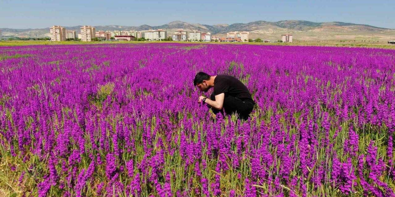 Ankara’da boş arazide bulunan mor çiçekler görülmeye değer bir manzara sunuyor